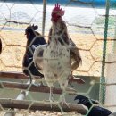 농업회사법인 더 팸팜 이미지