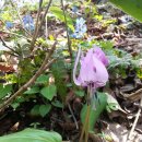 얼레지펜션 이미지