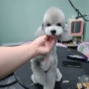 배츄네펫살롱 이미지