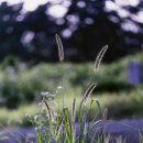 강아지풀 이미지