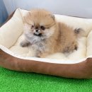 퍼피메이트 안심분양센터 동탄 강아지분양 이미지