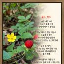 ＜시＞ 붉은 진주 이미지