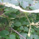 서상초병설유치원 이미지