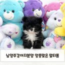 몽몽아 강아지분양 남양주본점 | 남양주강아지분양 앙증맞은 말티폼