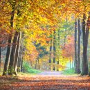 2025 가을 단풍 명소 여행 가볼만한 곳 총정리 이미지