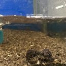 이준열대어 이미지