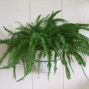 보스톤 고사리 [Boston fern] 이미지