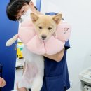 어강동물병원 이미지