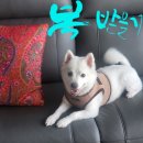 스피츠 주식회사