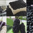 브레드바바 이미지