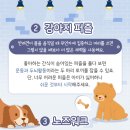 댕댕 이미지