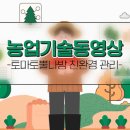 친환경 토마토 이미지