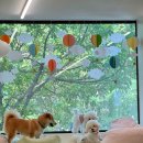 휴멍애견유치원 이미지