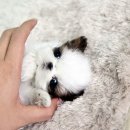 정퍼피클럽 이미지