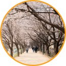 산운생태공원 공중화장실 | 대구 벚꽃 명소 동촌유원지 금호강벚꽃길 개화상황 대구 여행지 갈만한곳