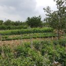 대박농장2 이미지