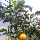 셀프펜션 이미지