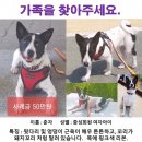 전북 전주 진북동/태평동 강아지 찾습니다!! 이미지