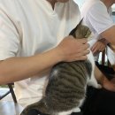 아라다이브