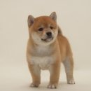 야옹아멍멍해봐(두정점) 이미지