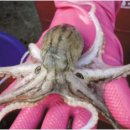 대관령양푼이동태찌개 이미지