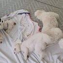 바둑이연구소 네이버블로그