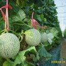 기영농장 이미지