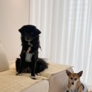 봉주르봉 이미지