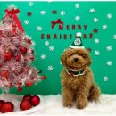 일산애견호텔 강아지 유치원 미용 맘바이 일산점 이미지