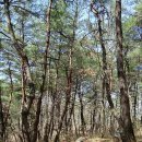 한반도면-9 이미지