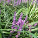자연송림 | 제3회 장항 맥문동 꽃축제 후기 / 장항 송림자연휴양림