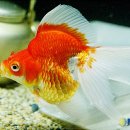 제일앵글 이미지