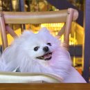 양촌애견 이미지