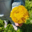 용안농약사 이미지