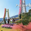 경남 축제 거제 섬꽃축제 핑크뮬리 국화 가을 꽃축제 이미지