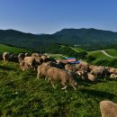 양떼목장 이미지