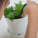 스마트농장 | 마포 스마트팜 체험관 초록빛 미래 농장 후기! 무료 체험으로 배우고 맛보고 즐긴 90분