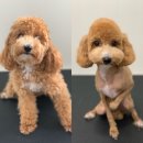 한일애견미용실 이미지