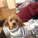 개쌀롱 이미지