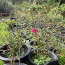 사봉농장 이미지