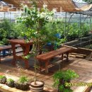 작동농장 | 블루베리농장 작동 블루베리농장 블루베리체험 농장 위치 비용 후기