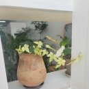 내포비료 이미지