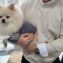 종로애견미용 이미지