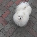 화이트폼 이미지