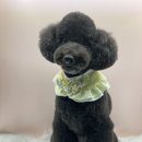 그루밍아지 이미지