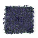 아이엠50 이미지