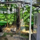 광록농장 이미지