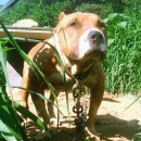 중한농장 이미지