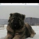 토실이네 이미지