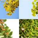 은행나무길 대여소 이미지